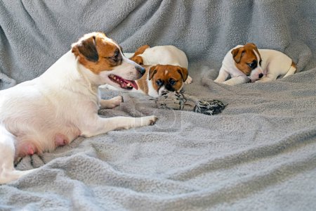 Hündin Jack Russell Terrier spielt mit ihren kleinen Welpen. Hygiene für kleine Welpen