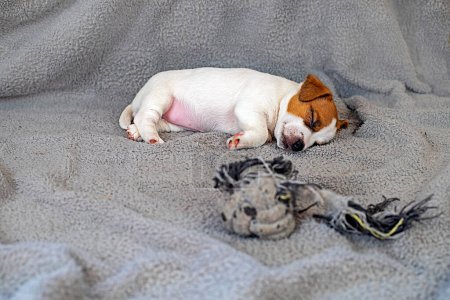 Little Jack Russell Terrier puppy sleeps on a gray blanket after playing