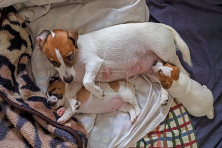 Hündin Jack Russell Terrier liegt bei ihren Welpen. Wohnkomfort. Muttertag
