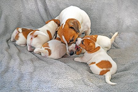 Hündin Jack Russell Terrier spielt mit ihren Welpen. Wohnkomfort. Muttertag