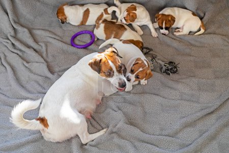 female Jack Russell Terrier plays with her puppies. home comfort. mothers Day