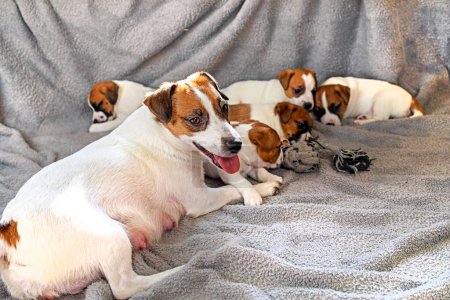 Jack Russell Terrier joue avec ses chiots. confort à la maison. fête des mères