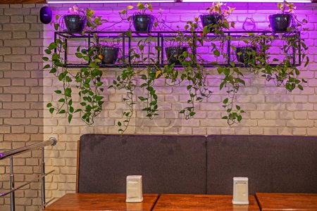 living home ivy flower illuminated by purple lighting in a modern cafe interior. modern interior