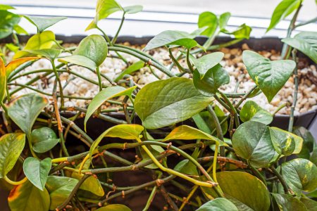 growing green homemade ivy flower on a windowsill.
