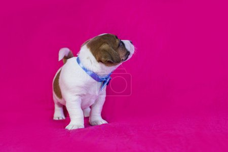 small Jack Russell terrier puppy with a blue bow on his neck stands near a bright pink background