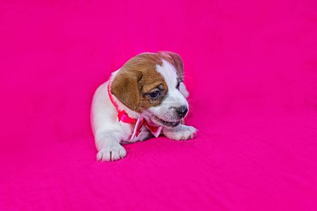 Foto de Pequeño Jack Russell terrier cachorro se encuentra cerca de un fondo rosa brillante - Imagen libre de derechos