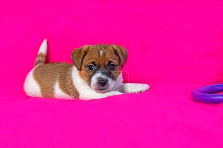 petit chiot Jack Russell Terrier couché sur un fond rose vif