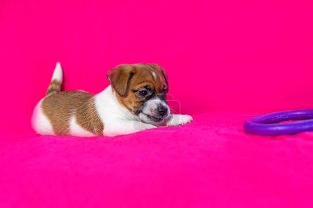 drôle Jack Russell terrier chiot jouer avec un extracteur violet sur un fond rose vif