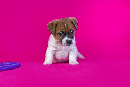 kleiner Jack Russell Terrier Welpe sitzt in der Nähe eines lila Pullers in der Nähe eines leuchtend rosa Hintergrund