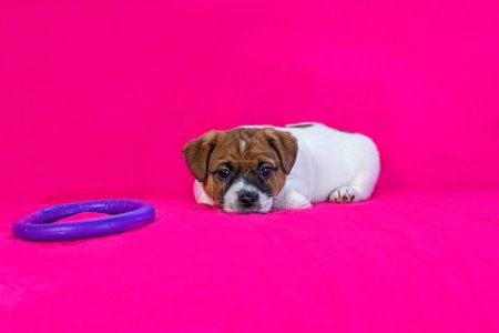 divertido Jack Russell terrier cachorro jugando con un tirador púrpura sobre un fondo rosa brillante