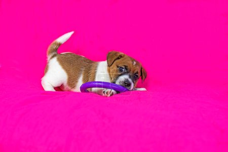 Jack Russell terrier cachorro jugando con un tirador púrpura sobre un fondo rosa brillante