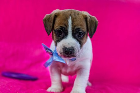 small Jack Russell terrier puppy with a blue bow on his neck sits near a bright pink background