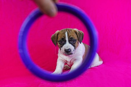 small Jack Russell terrier puppy with a blue bow on his neck sits near a bright pink background