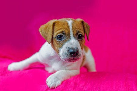süßer kleiner Jack Russell Terrier Welpe sitzt auf einer knallrosa Decke