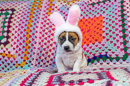 Jack Russell terrier puppy in the form of a Bonnie bunny on a multi-colored knitted blanket. Easter