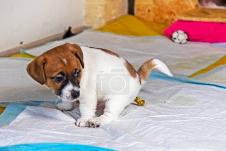 El pequeño Jack Russell Terrier hace caca en el pañal. Entrenamiento de pañales e inodoros para un cachorro