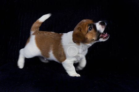 Téléchargez les photos : Beau petit chiot Jack Russell Terrier sur fond sombre. Prendre soin et élever des chiots - en image libre de droit