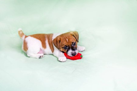 beaux petits chiots Jack Russell terrier jouant avec un jouet doux
