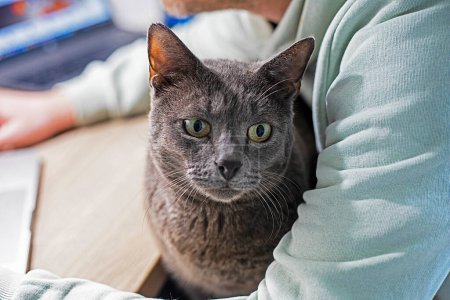 cute gray Burmese cat sitting in his arms