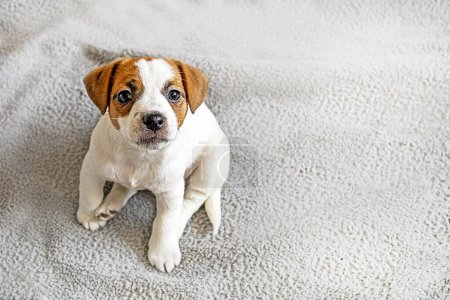 beautiful little Jack Russell terrier puppy sits on a gray background. care and raising of puppies