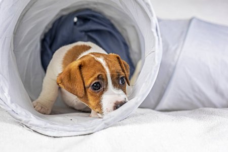 Foto de Pequeño Jack Russell Terrier cachorro está jugando en el tubo de la mascota. Cuidar y criar cachorros - Imagen libre de derechos