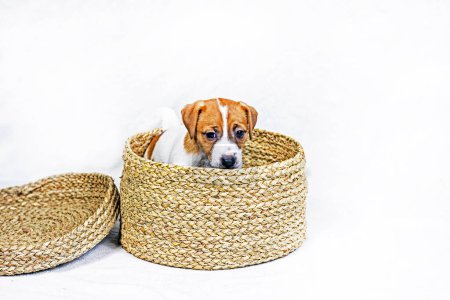 Foto de Hermoso pequeño Jack Russell Terrier cachorro se sienta en una caja de mimbre. cuidado y crianza de cachorros. Presente. - Imagen libre de derechos