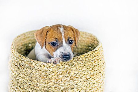 beautiful little Jack Russell Terrier puppy sits in a wicker box. care and raising of puppies. Present
