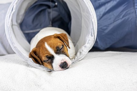 Foto de Hermoso pequeño Jack Russell Terrier cachorro se encuentra en un tubo para mascotas. Cuidar y criar cachorros - Imagen libre de derechos