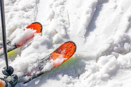 skis on wet loose snow on a slope on a sunny day. Leisure