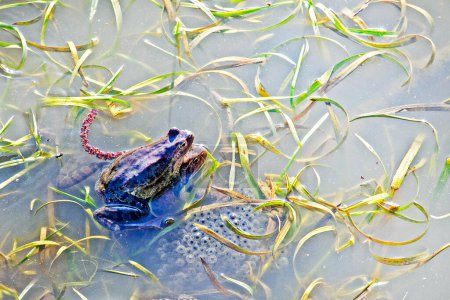 frogs lay eggs in a small spring in the sun. Protection of amphibians and other animals
