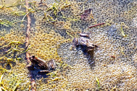 Photo for Frogs lay eggs in a small spring in the sun. Protection of amphibians and other animals - Royalty Free Image