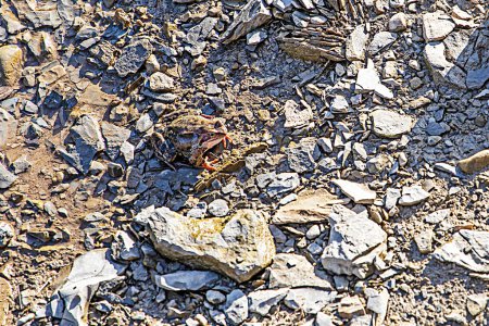 frog is basking in the sun between the stones. Protection of amphibians and other animals
