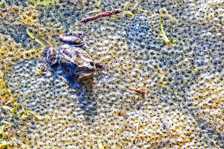 Photo for Frogs lay eggs in a small spring in the sun. Protection of amphibians and other animals - Royalty Free Image