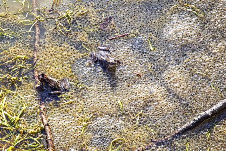 grenouilles pondent des ?ufs dans un petit printemps au soleil. Protection des amphibiens et autres animaux