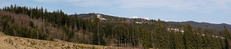 panoramic view of the mountain and coniferous trees illuminated by the sun along the ski lift at the ski resort