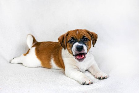 Lustiger Jack Russell Terrier Welpe bellt auf dem Sofa liegend. Fürsorge für Welpen