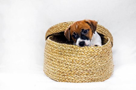 Jack Russell puppy hid in a box made of wicker on a light background. Caring for puppies