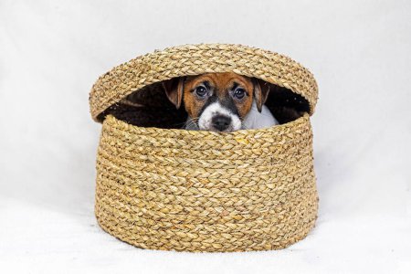 Jack Russell puppy hid in a box made of wicker on a light background. Caring for puppies