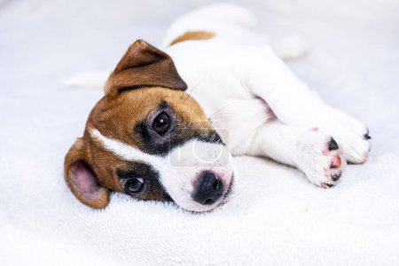  cute muzzle of a little jack russell puppy on the sofa. Caring for puppies