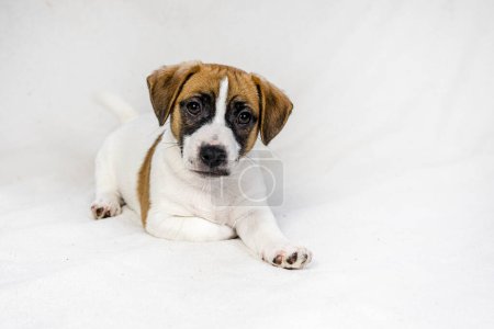beautiful Jack Russell Terrier puppy sits on the sofa near an orange ball. Caring for puppies.