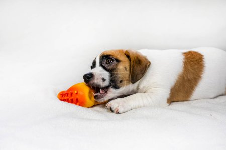 Lustige Jack Russell Welpen träumen von einem Spielzeug. Pflege und Aufzucht von Haustieren