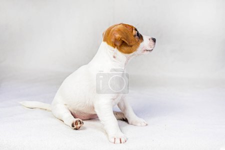 Jack Russell Terrier puppy sits on the sofa near an orange ball. Caring for puppies. Daily regime
