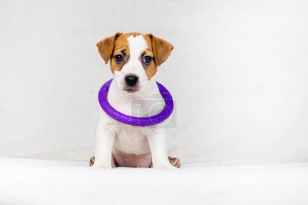 small Jack Russell puppy, female with a spot of heart on her face, sitting on the sofa with a puller around her neck, caring for and raising pets