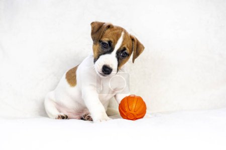 beautiful Jack Russell Terrier puppy sits on the sofa near an orange ball. Caring for puppies. Daily regime