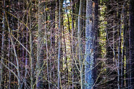 Stämme alter Bäume durch die Sonnenstrahlen. Waldschutz. Baumpfleger