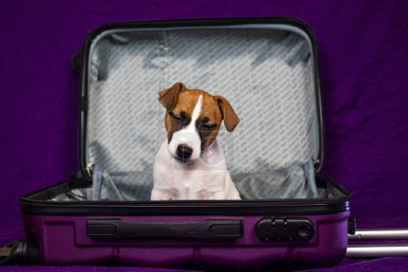 Lustiger Welpe sitzt in einem leeren lila Koffer. Reisen mit Haustieren und Welpen