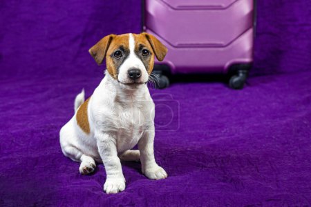 cute Jack Russell Terrier puppy sits on a purple background next to a suitcase. Traveling with puppies and pets