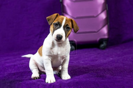 Jack Russell Terrier cachorro se sienta sobre un fondo púrpura junto a una maleta. Viajar con cachorros y mascotas