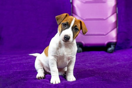 Jack Russell Terrier puppy sits on a purple background next to a suitcase. Traveling with puppies and pets