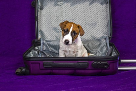divertido cachorro se sienta en una maleta púrpura vacía. Viajar con mascotas y cachorros